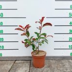 Červienka Fraserova (Photinia × fraseri) ´RED SELECT´ - výška 30-50 cm, kont. C2L